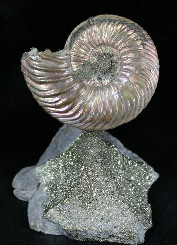 Quenstedticeras Ammonite Mounted on Base #28343